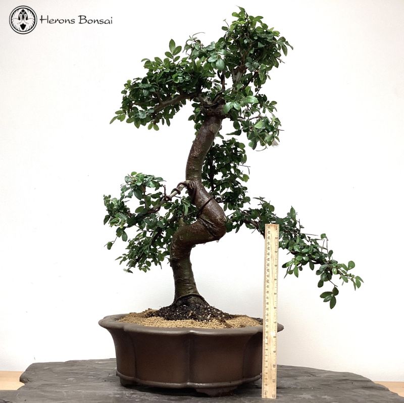 Chinese Elm Bonsai Tree